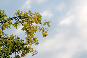 Fruiting grapefruit tree