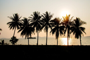 Fototapeta na wymiar Silhouette of coconut trees in a beautiful evening