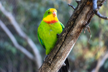 Fototapeta na wymiar The superb parrot (Polytelis swainsonii), also known as Barraband's parrot, Barraband's parakeet, or green leek parrot