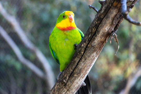 The superb parrot (Polytelis swainsonii), also known as Barraband's parrot, Barraband's parakeet, or green leek parrot