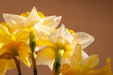Yellow daffodil flowers on black background from back, with white petals, front image