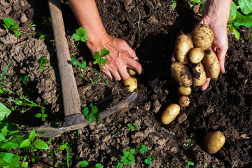 Female hands harvesting young potatoes from soil