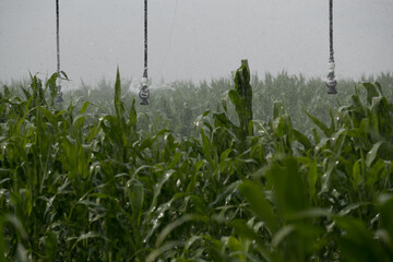 Irrigation improves the supply of plant roots with moisture and nutrients, reduces the temperature...