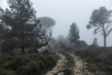 Niebla