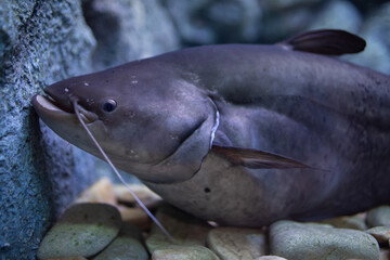 Black sheatfish