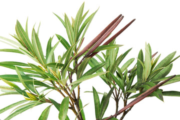 Green leaves of an exotic plant isolated on a white background