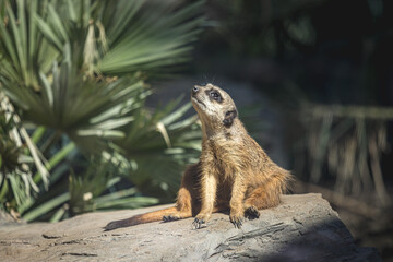 Sitzendes Erdmännchen