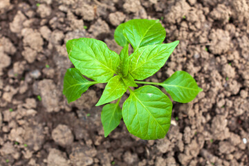 Green leaves of young pepper seedlings closeup from above isolated on soil