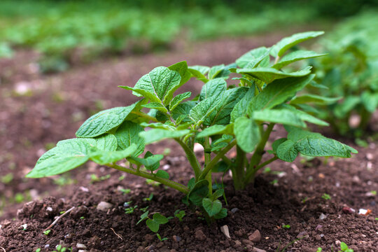 Young potato plant growing in a row close up from ground perspective