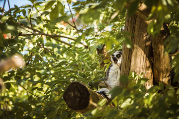 Lemur im Baum