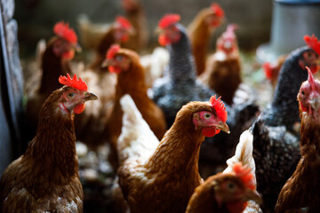 Group of Chicken in a Domestic Poultry 