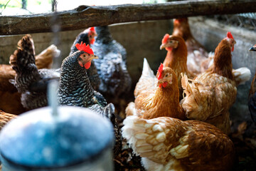 Group of Chickens in a Free Range Farm