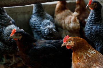 Group of Chicken in a Farm