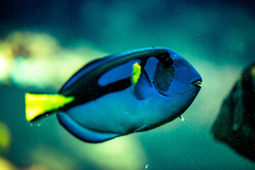 Wunderschöner blauer Paletten-Doktorfisch unter Wasser