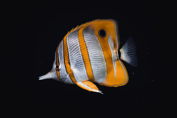 Naklejka premium Kupferstreifen-Pinzettfisch