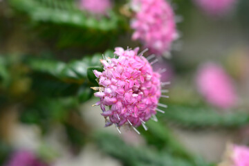 Rosy rice flower