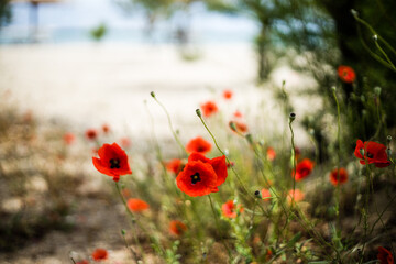 Poppy flowers in the field, Beautiful nature background