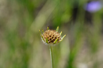 Caucasian pincushion flower