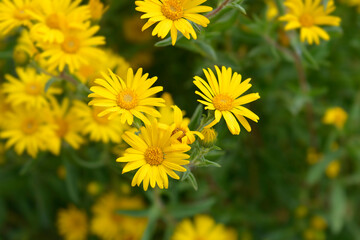 Lemonyellow false goldenaster