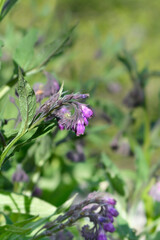 Common comfrey