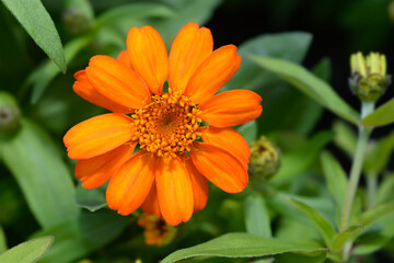 Common zinnia