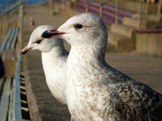 close up of two juvenile herring gulls sitting on the steps in the promenade area of blackpool