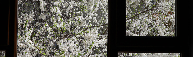 springtime on the window