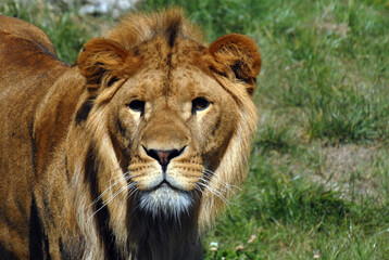 Portrait of a young lonely lion