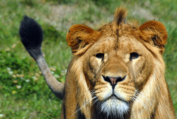 Portrait of a young lonely lion