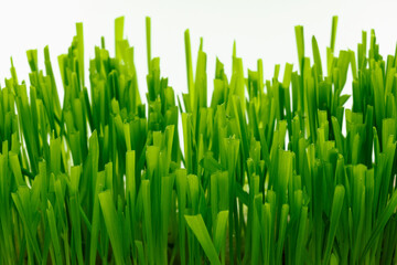Fototapeta na wymiar green grass on white isolate, oat sprouts