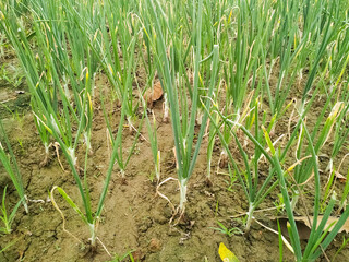 Green onion croping in the field organic food vegetable farming