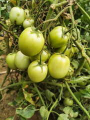 Green tomato natural organic vegetable food crop in the field