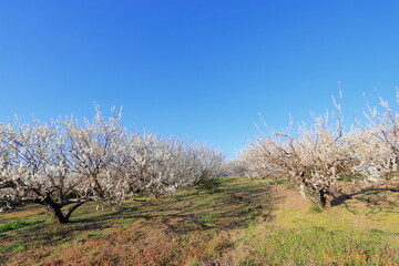 全盛期の梅林