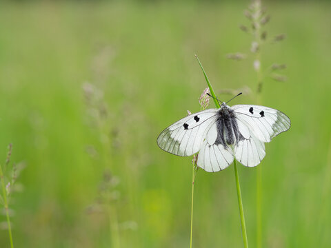 Clouded Apollo (Parnassius mnemosyne) butterfly in a meadow