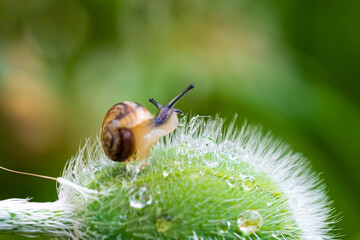Macro photo of snail © Tomasz