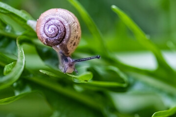 Macro photo of snail