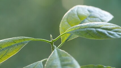 Close-up of the leaves of a young home-grown avocado tree 