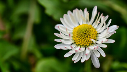 white daisy flower