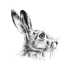 Hare. Monochrome pencil sketch © Lady Natali