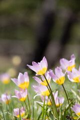 ガーデンオブクルシウス