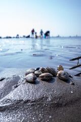 浜, 海, 自然, あばたのある, 水, 岩, アップ, 白, 貝, アサリ, 波, 漁,...