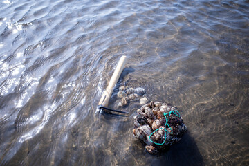 浜, 海, 自然, あばたのある, 水, 岩, アップ, 白, 貝, アサリ, 波, 漁, レジャー