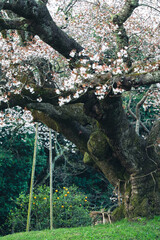吉高の大桜の幹
