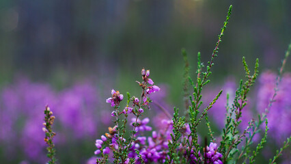 Macro de bruyères et de fougères, dans la forêt des Landes de Gascogne, entre les rangées de pins