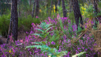 Macro de bruyères et de fougères, dans la forêt des Landes de Gascogne, entre les rangées de...
