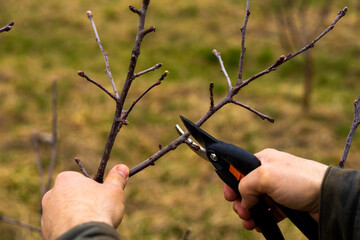 man pruning apple trees in the garden with selective focus