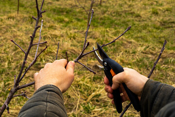 man pruning apple trees in the garden with selective focus