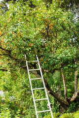 Golden, sweet and  flavorful mirabelle plum harvesting in organic farm garden in Savoie, France. French countryside vacation concept. Alpine rural peaceful background.