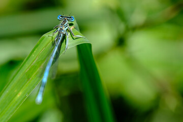 Macro photo bug © Tomasz