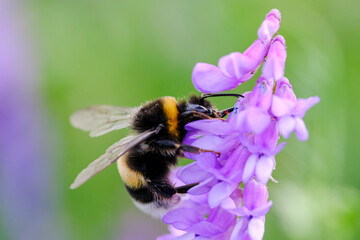 Macro photo bug © Tomasz